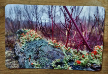 fall moss tree trunk postcard nature inspired postacrds